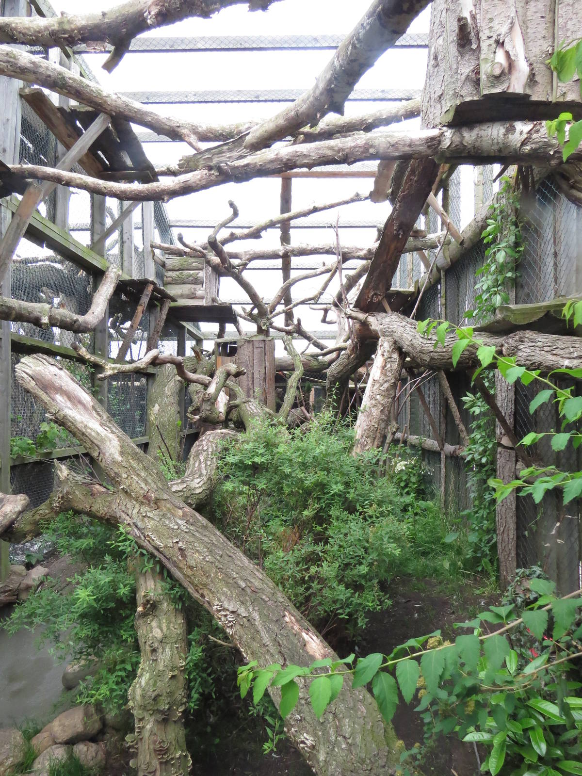 Clouded leopard enclosure, June 2015.