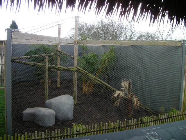 Clouded Leopard enclosure, RSCC, Kent