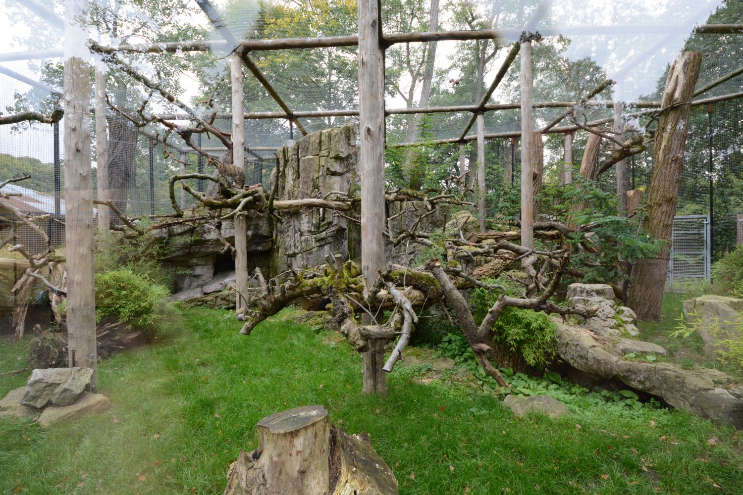 Clouded leopard enclosure