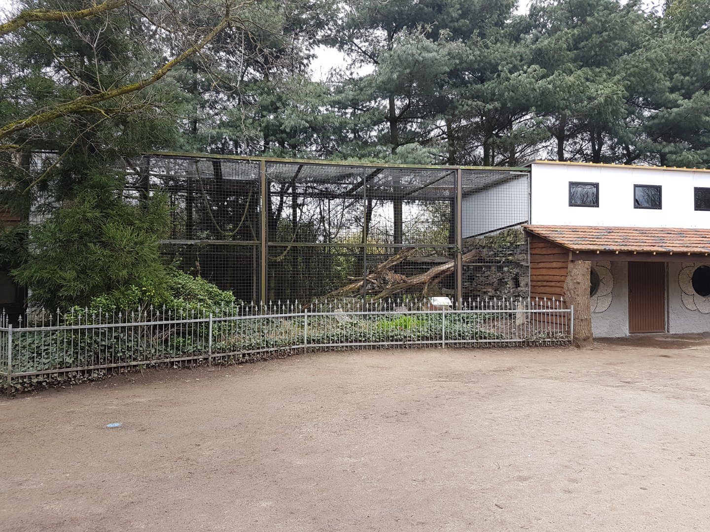 Clouded leopard-enclosure