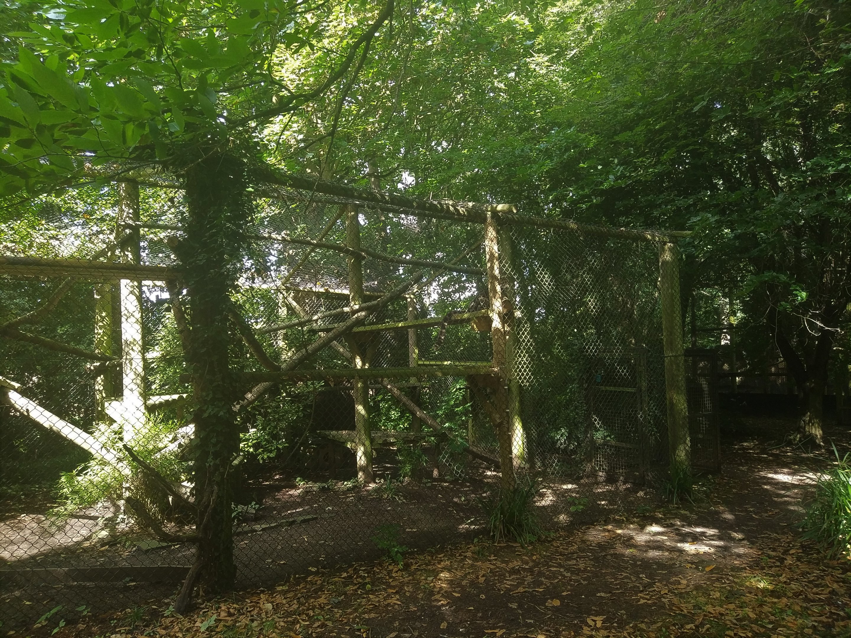 Clouded Leopard enclosure.