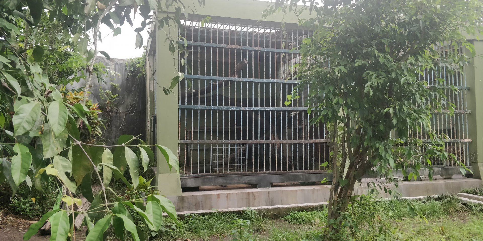 Clouded leopard enclosure