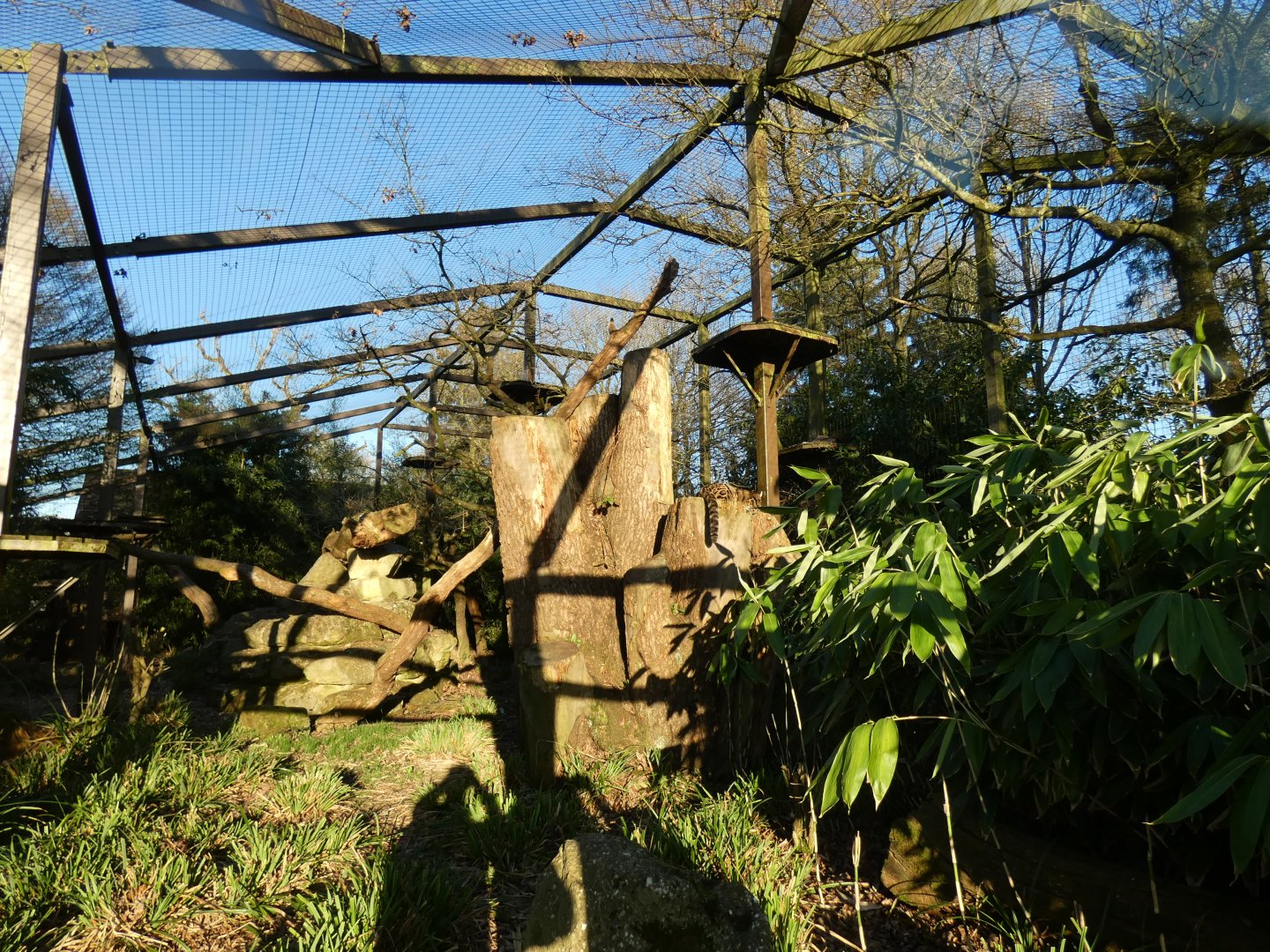 Clouded Leopard enclosure