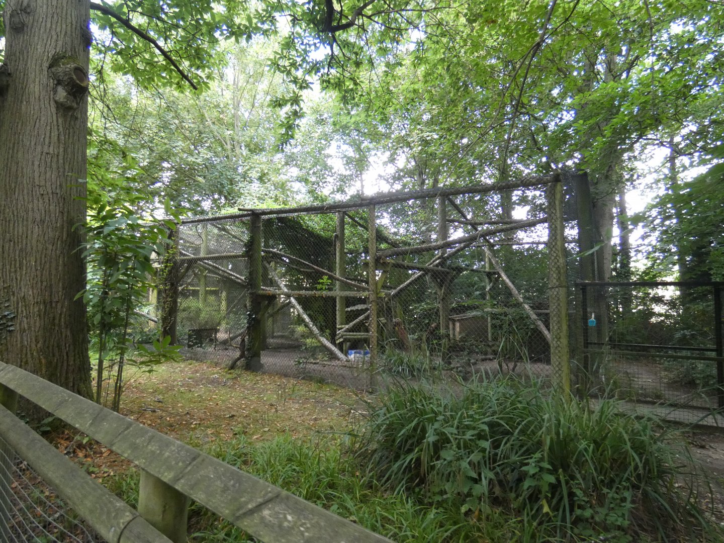 Clouded Leopard enclosure