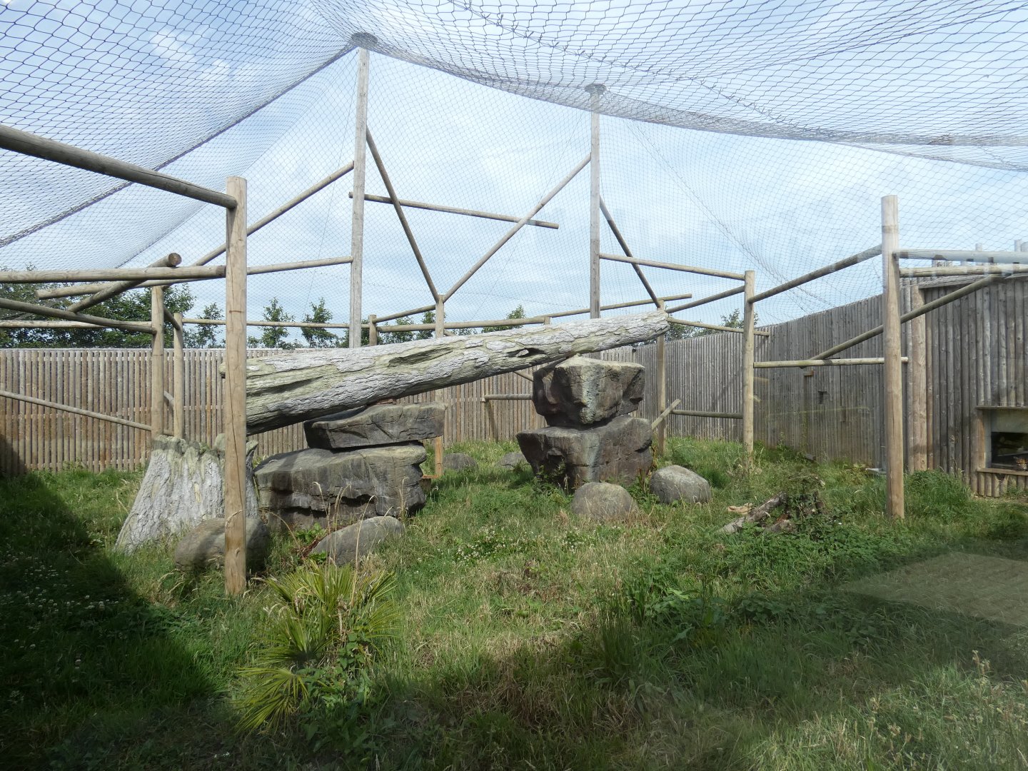 Clouded Leopard enclosure