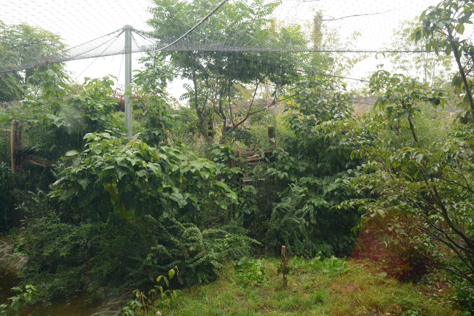 Clouded Leopard enclosure