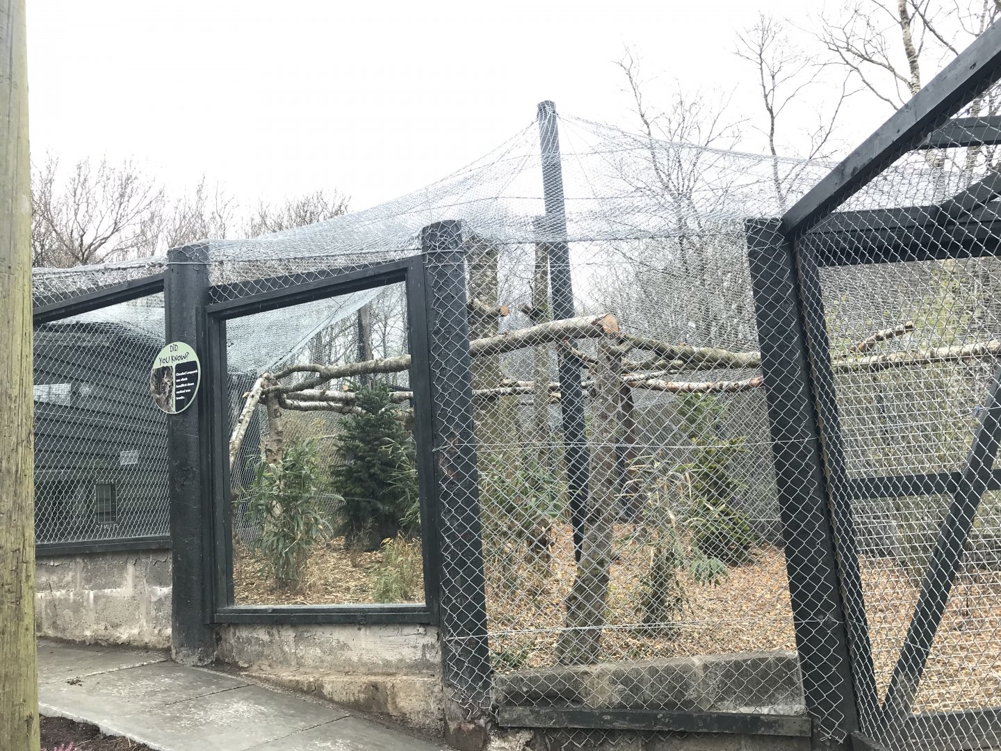 Clouded leopard enclosure