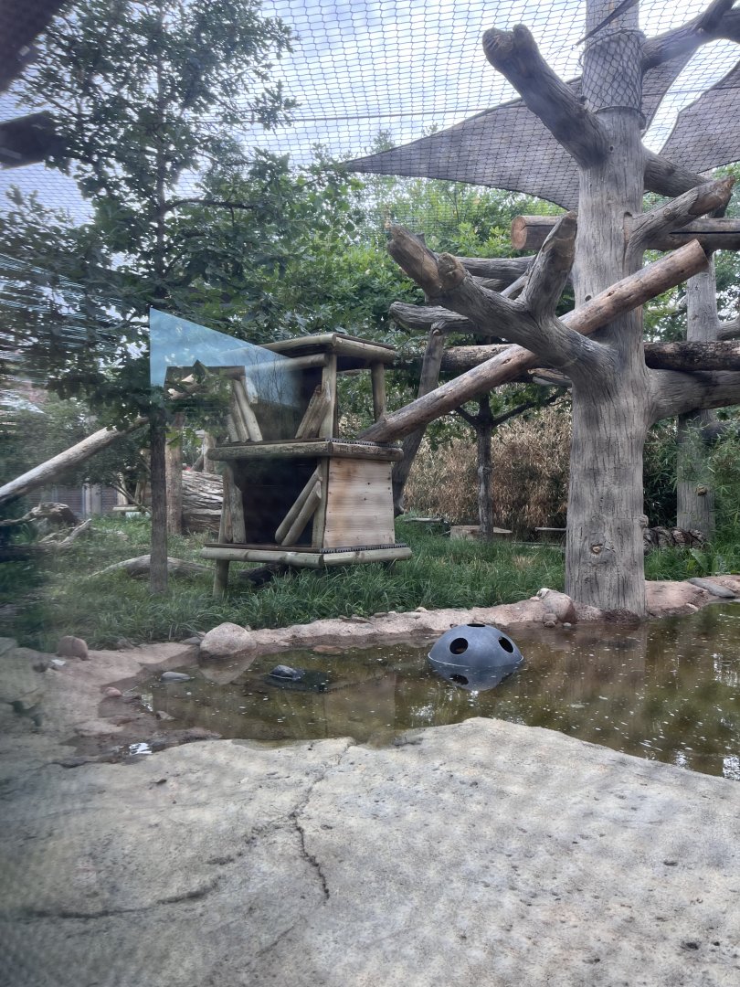 clouded leopard enclosure
