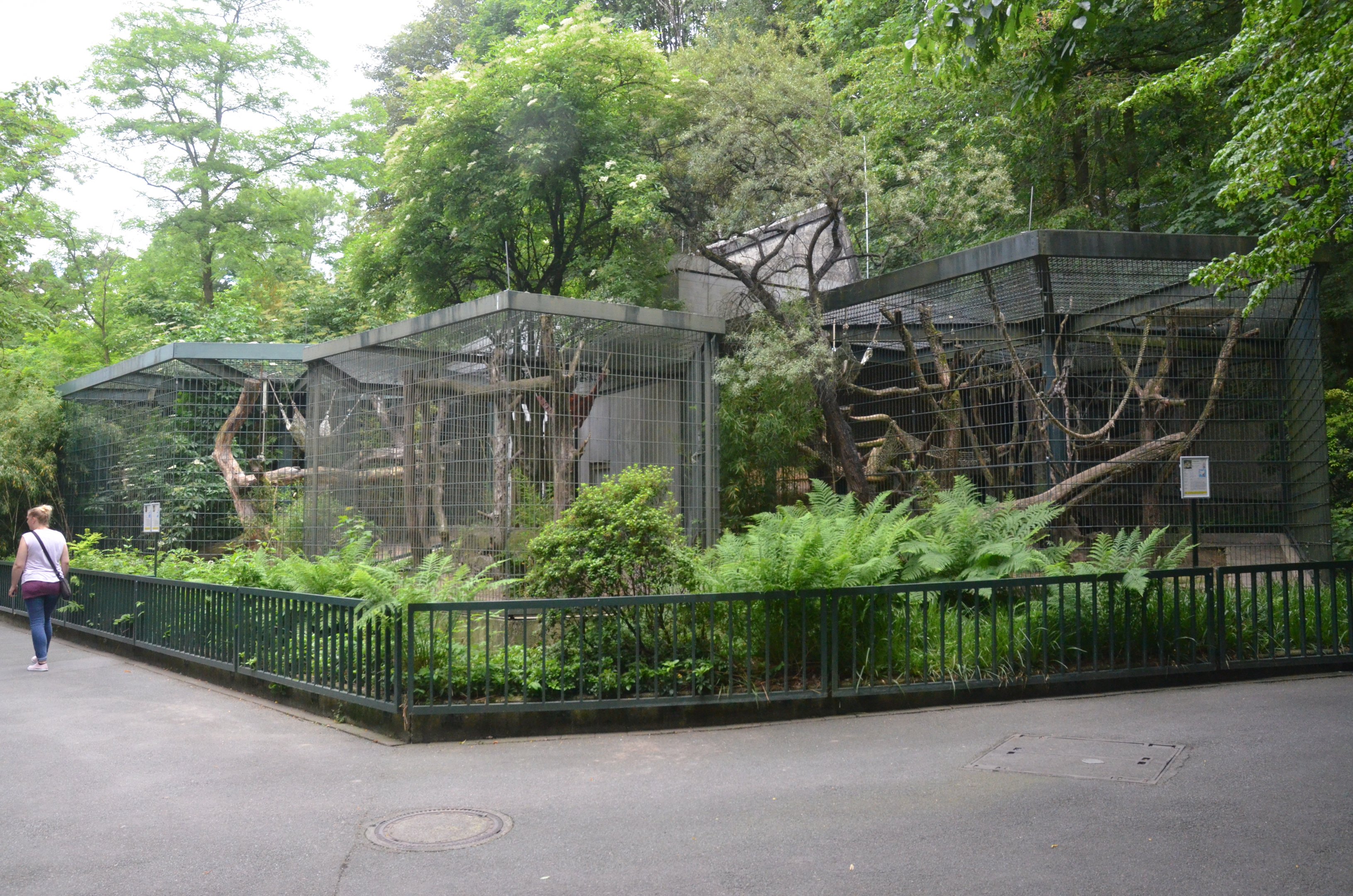 Clouded Leopard Enclosures at Wuppertal, 16/06/19
