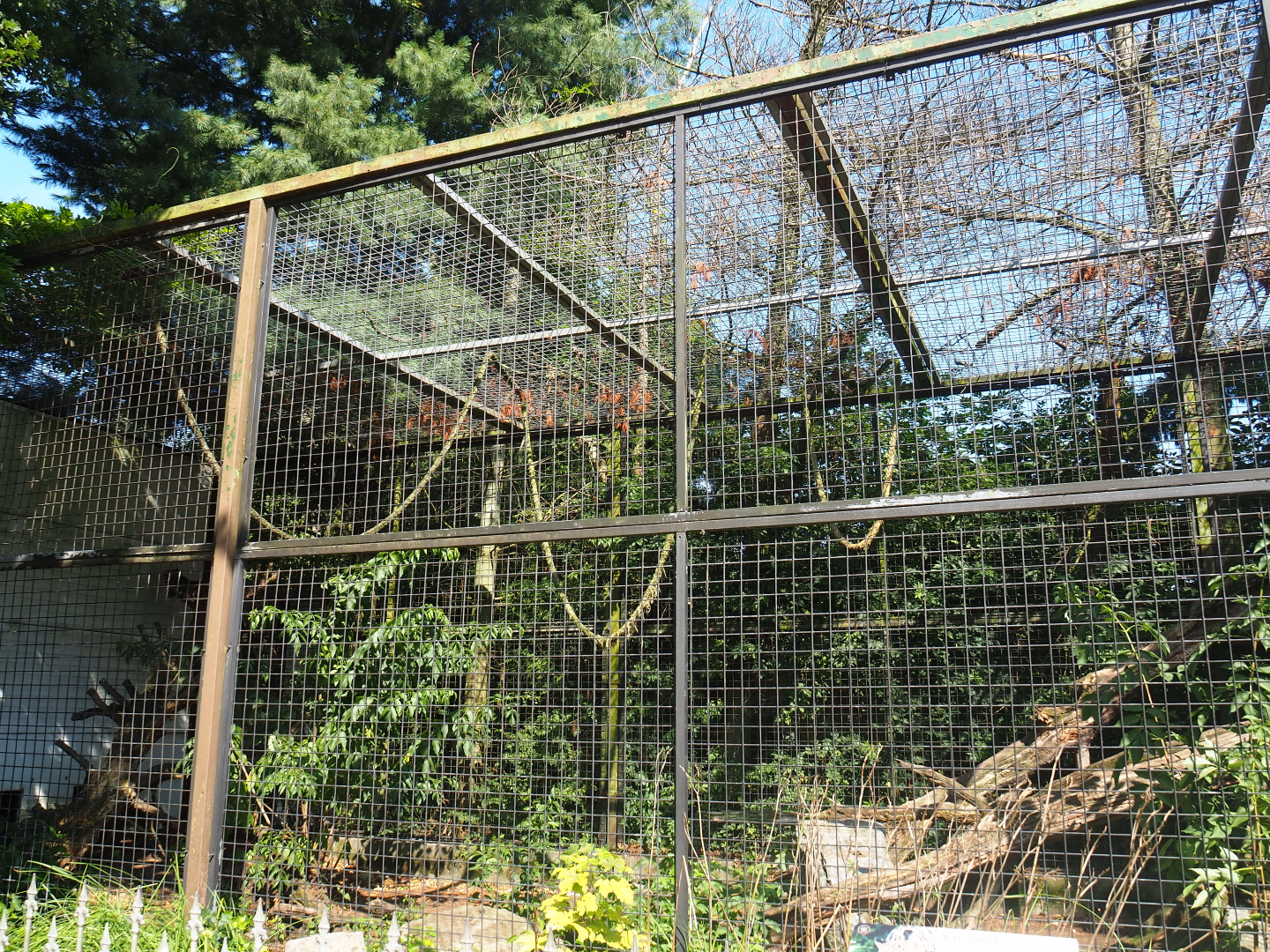 Clouded leopard exhibit, 2019-08-04