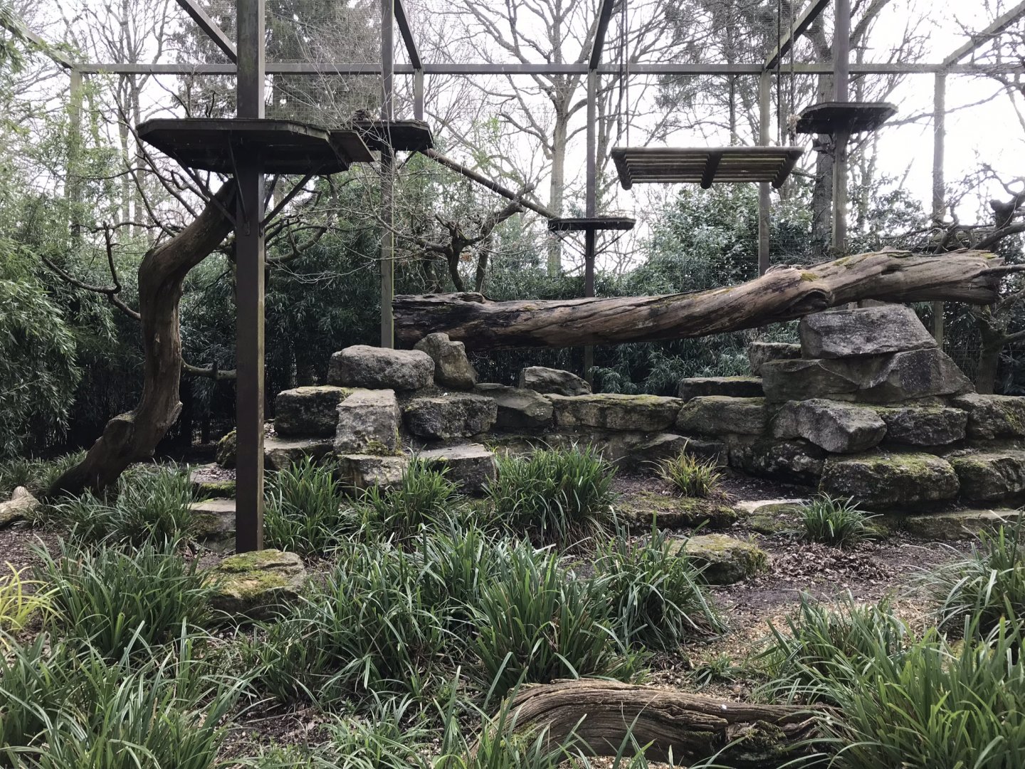 Clouded leopard exhibit 250318