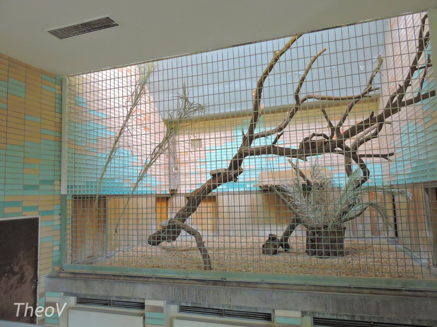 Clouded leopard exhibit - Alfred-Brehm-Haus [2017]