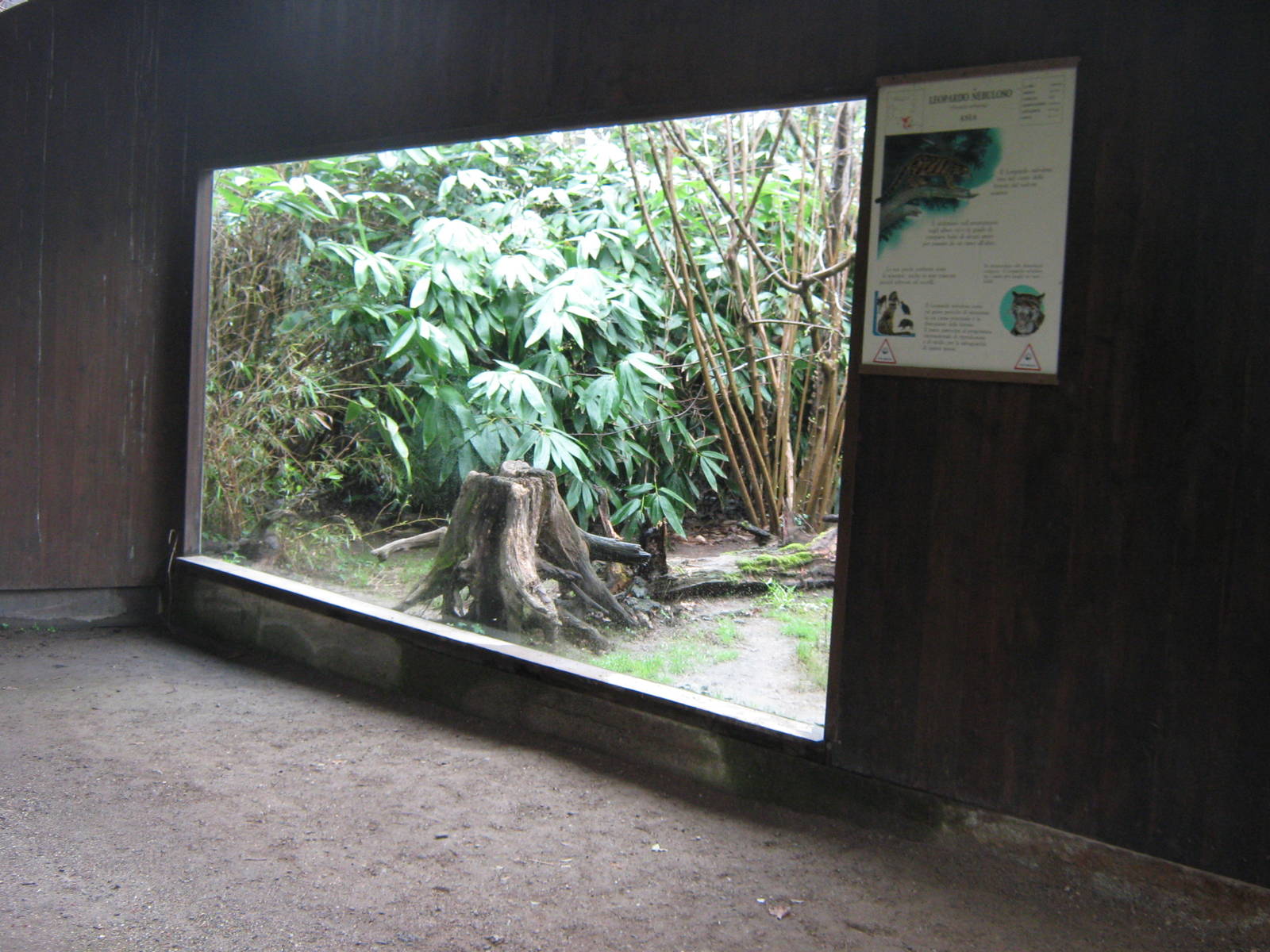 clouded leopard exhibit april 2013