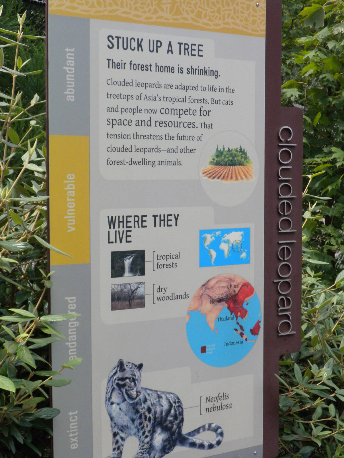 Clouded Leopard Exhibit  [Asia Trail]