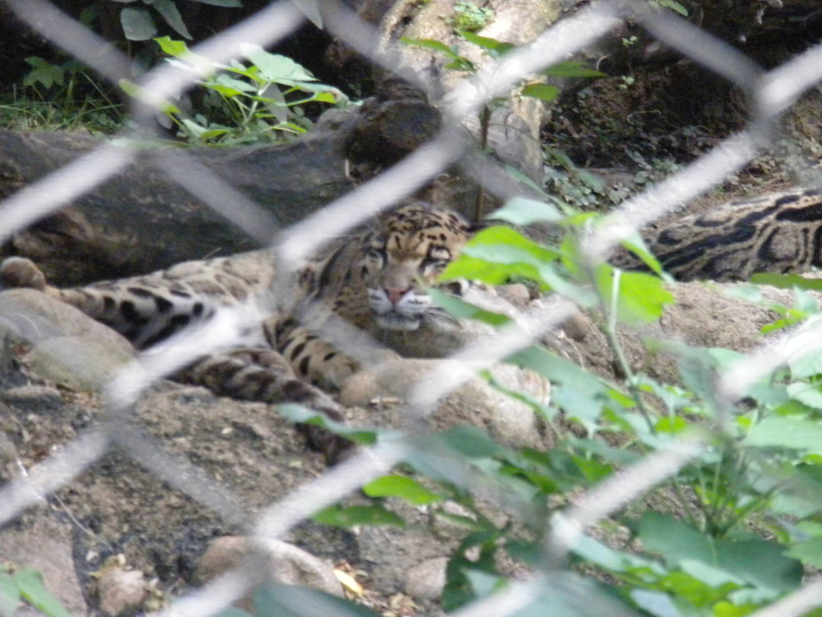 Clouded Leopard Exhibit  [Asia Trail]