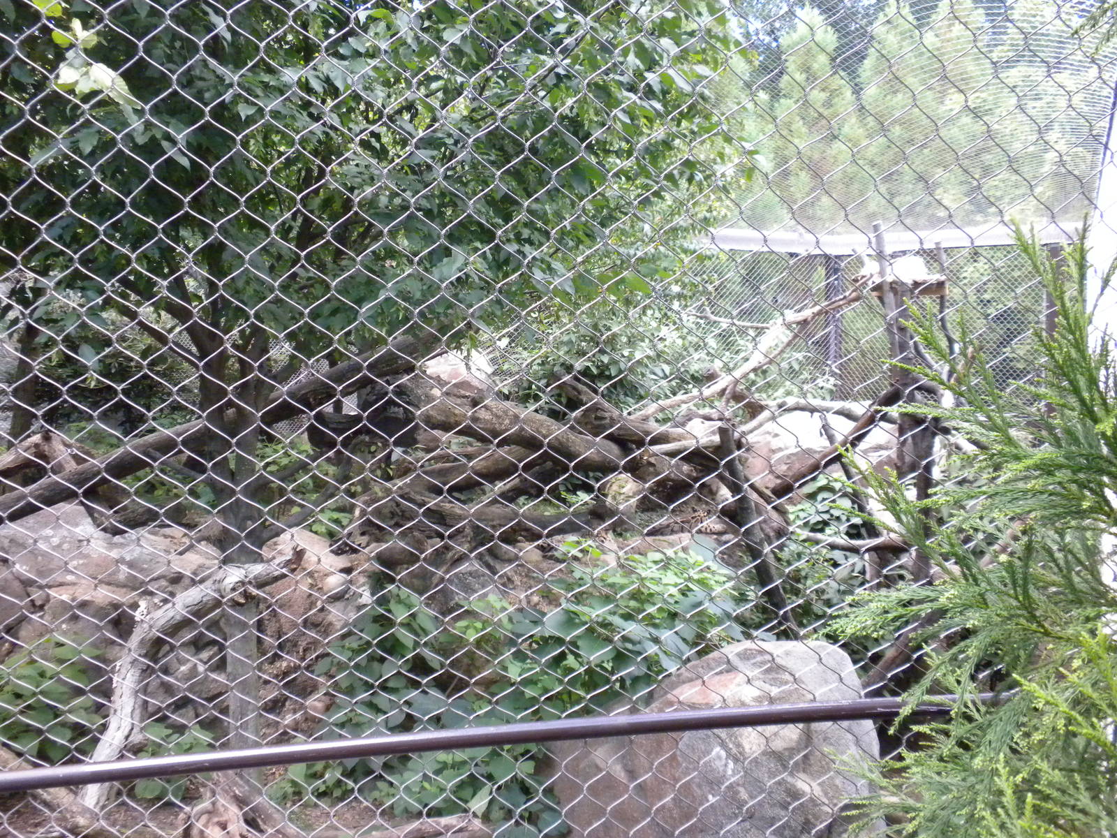 Clouded Leopard Exhibit  [Asia Trail]