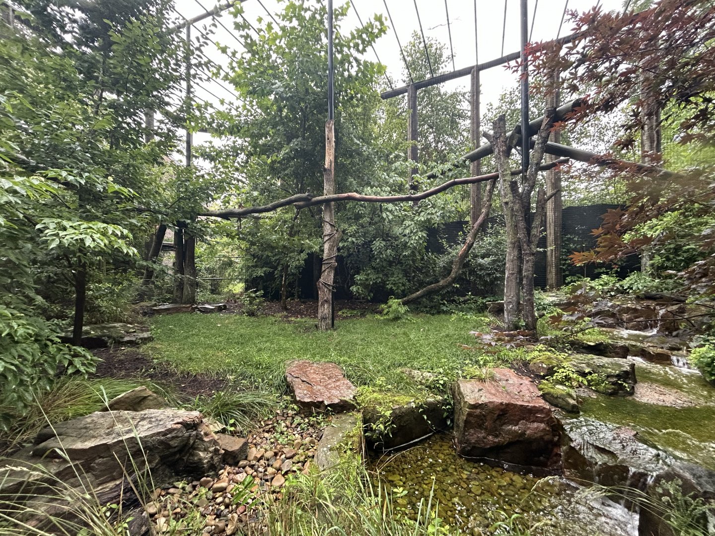 Clouded Leopard Exhibit - Asian Trek