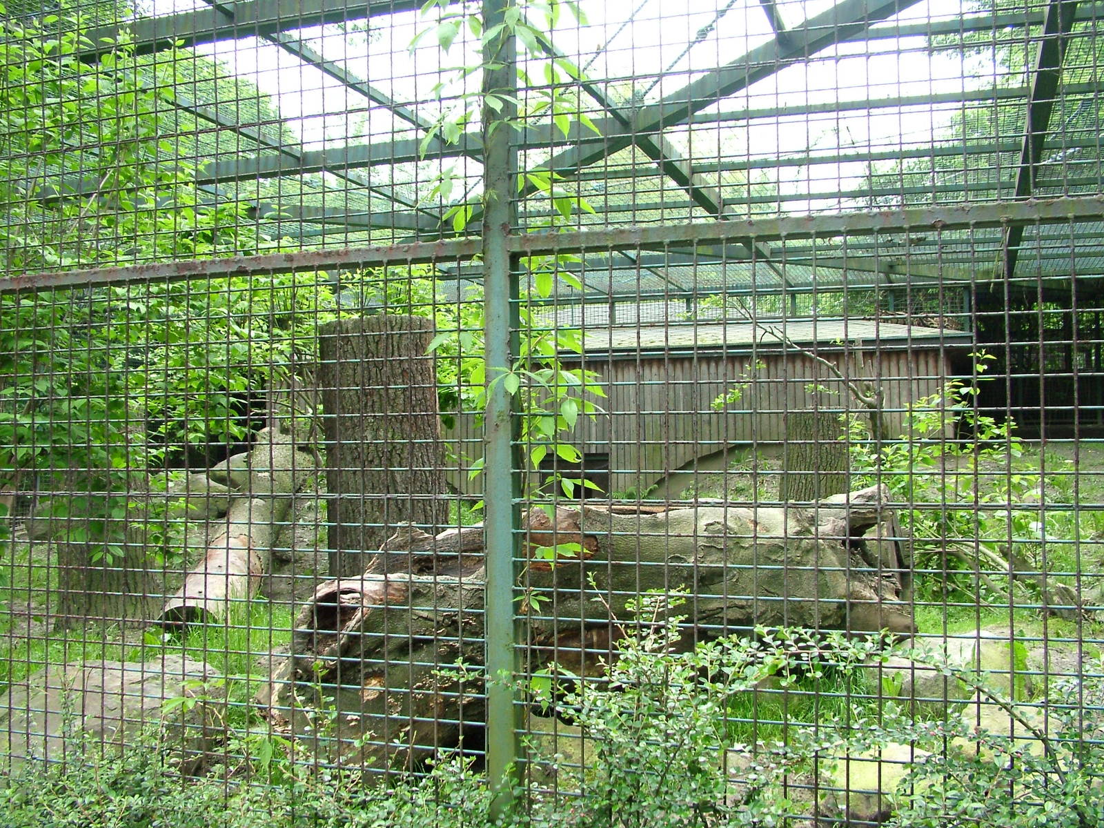 Clouded Leopard exhibit at Ostrava, 29/05/10