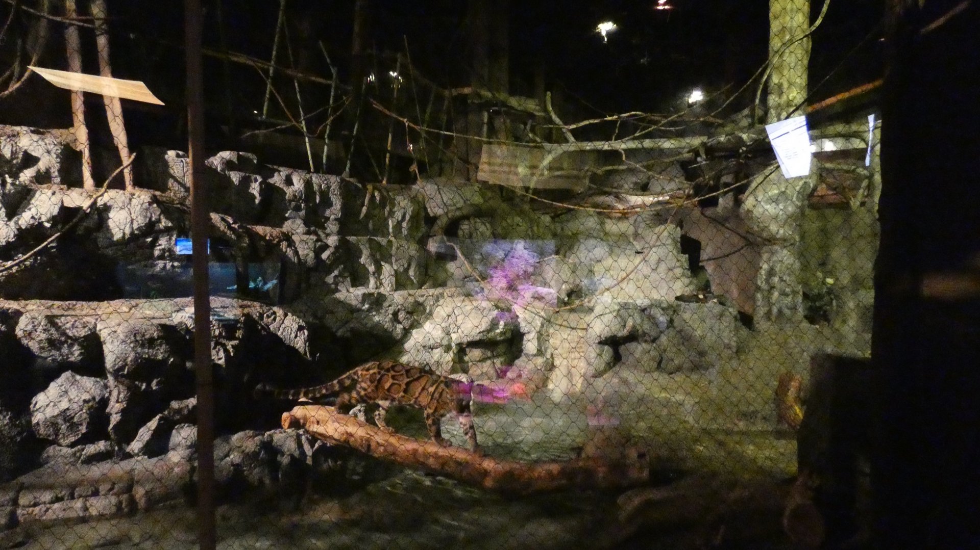 Clouded Leopard Exhibit, Clouded Leopard Rainforest - Sep. 2021