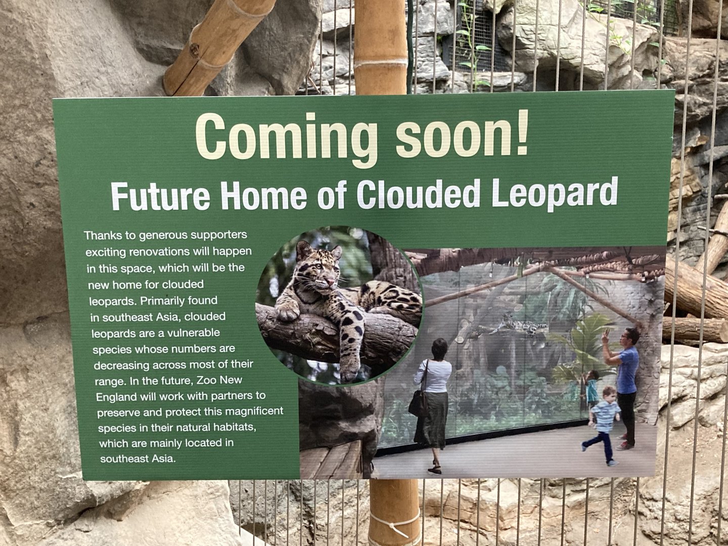 Clouded Leopard Exhibit coming soon