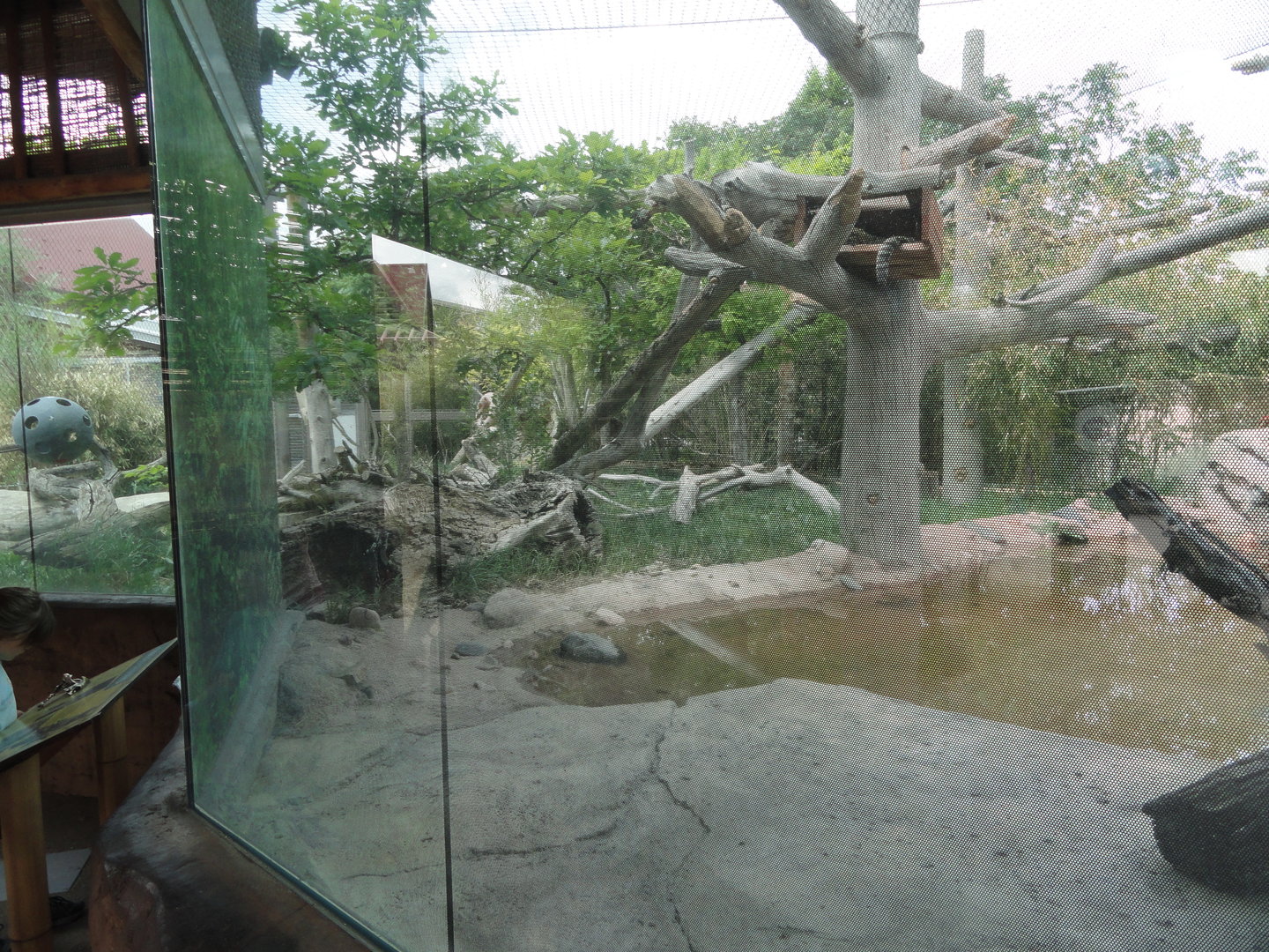 Clouded Leopard Exhibit Left Portion