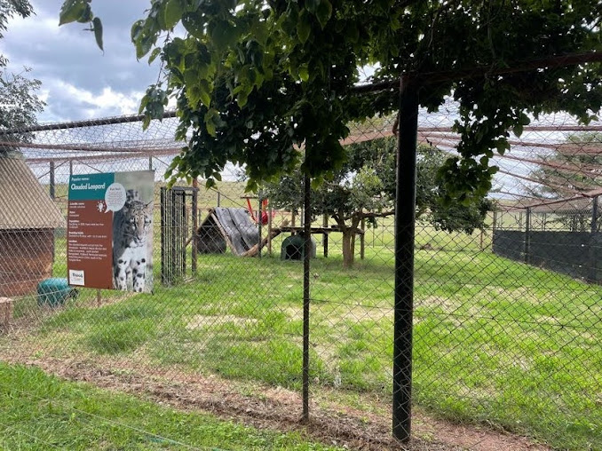 Clouded Leopard Exhibit (Neofelis nebulosa)