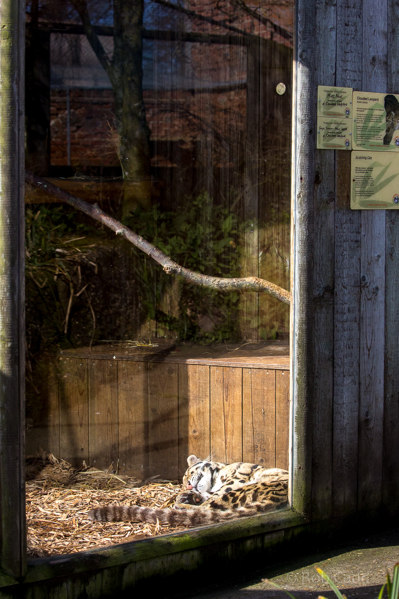 Clouded leopard (exhibit) : Thrigby Hall : 25 Mar 2016