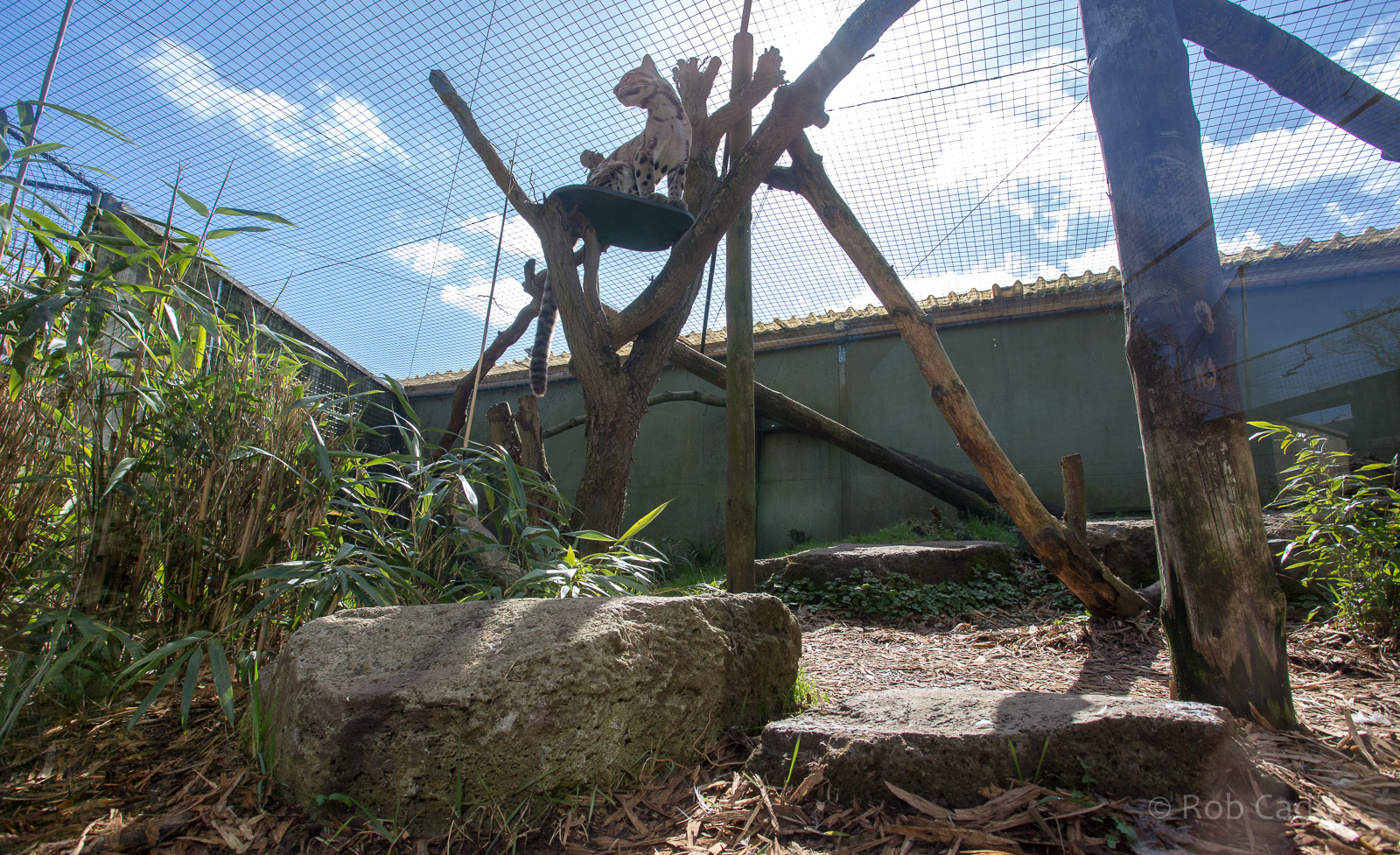 Clouded leopard (exhibit) : Thrigby Hall : 25 Mar 2016