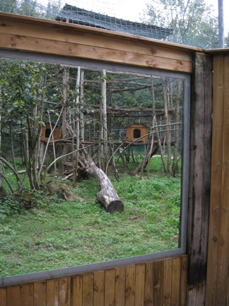 clouded leopard exhibit