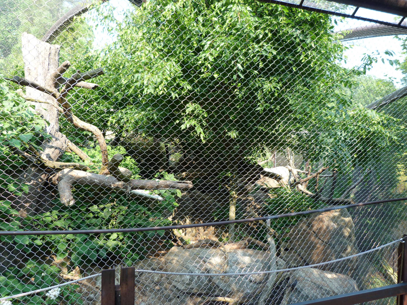 Clouded Leopard Exhibit