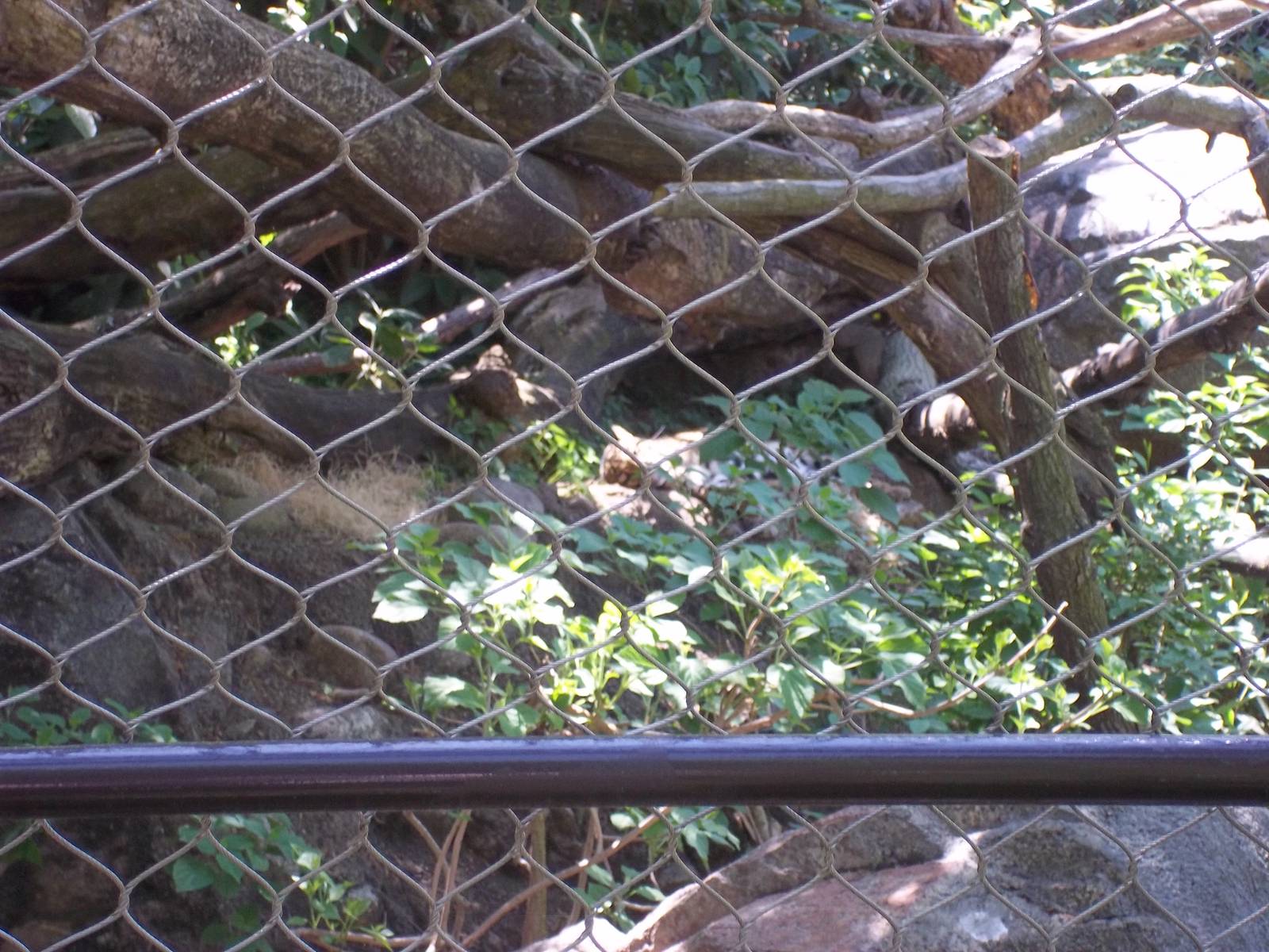 Clouded Leopard Exhibit