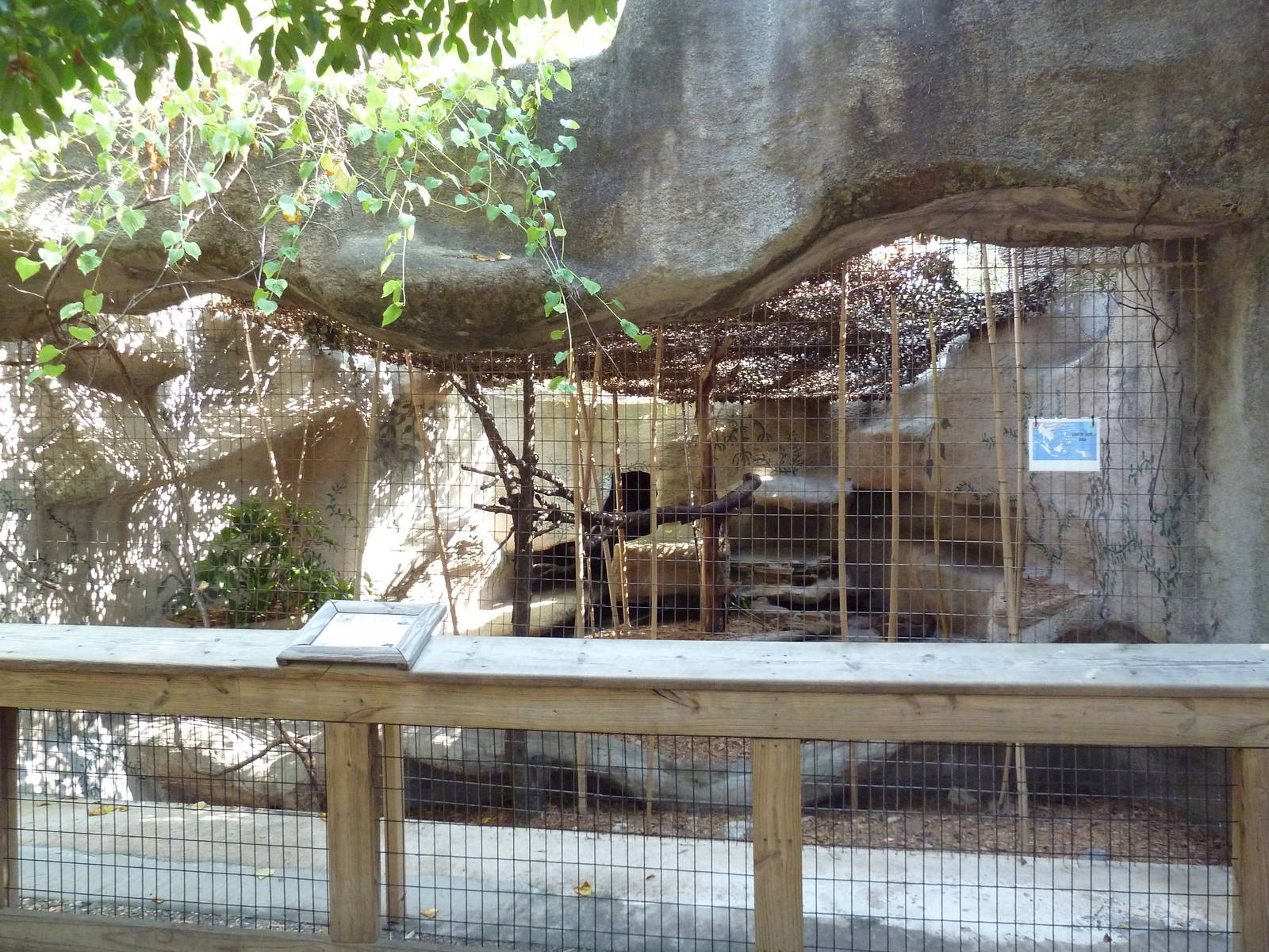 Clouded Leopard Exhibit