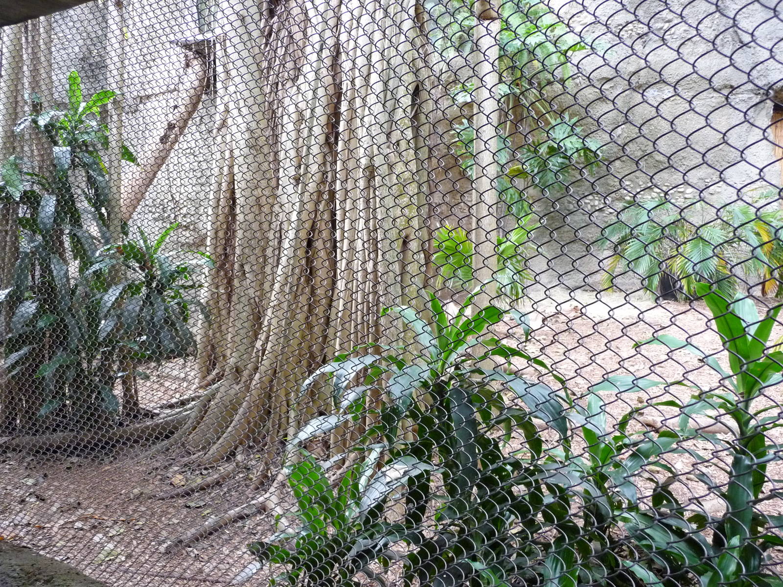 Clouded Leopard Exhibit