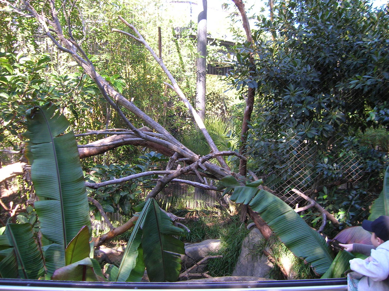 Clouded Leopard Exhibit