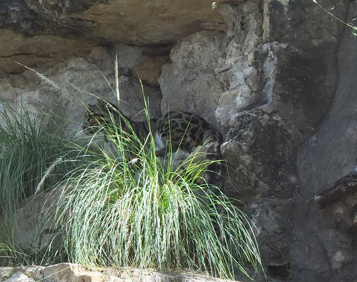 Clouded Leopard Exhibit