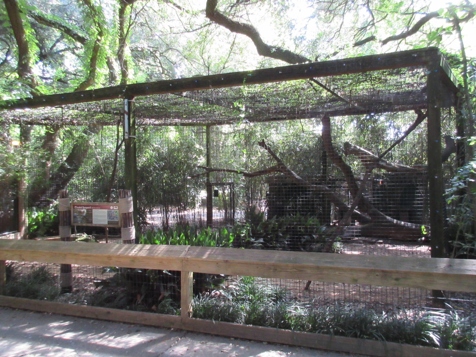 Clouded Leopard Exhibit