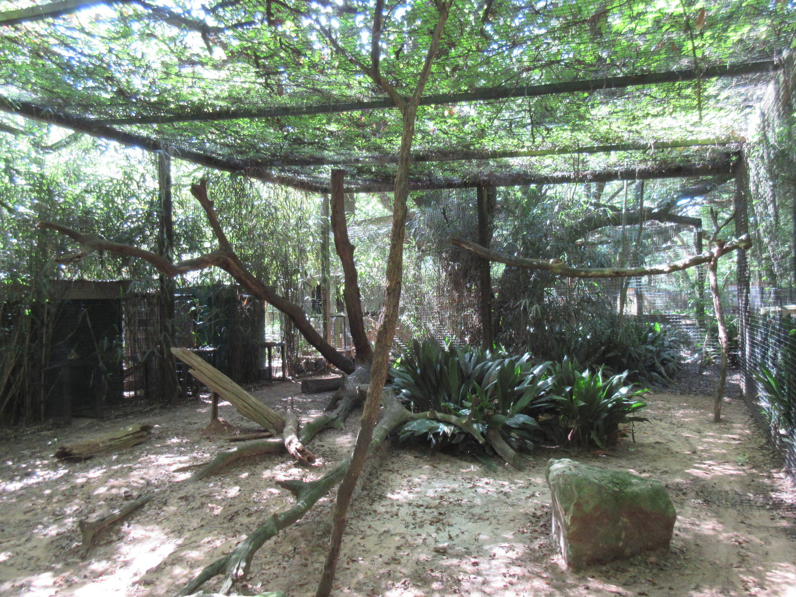 Clouded Leopard Exhibit