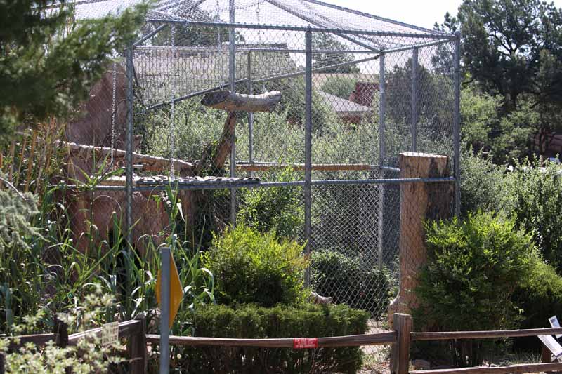 Clouded leopard exhibit