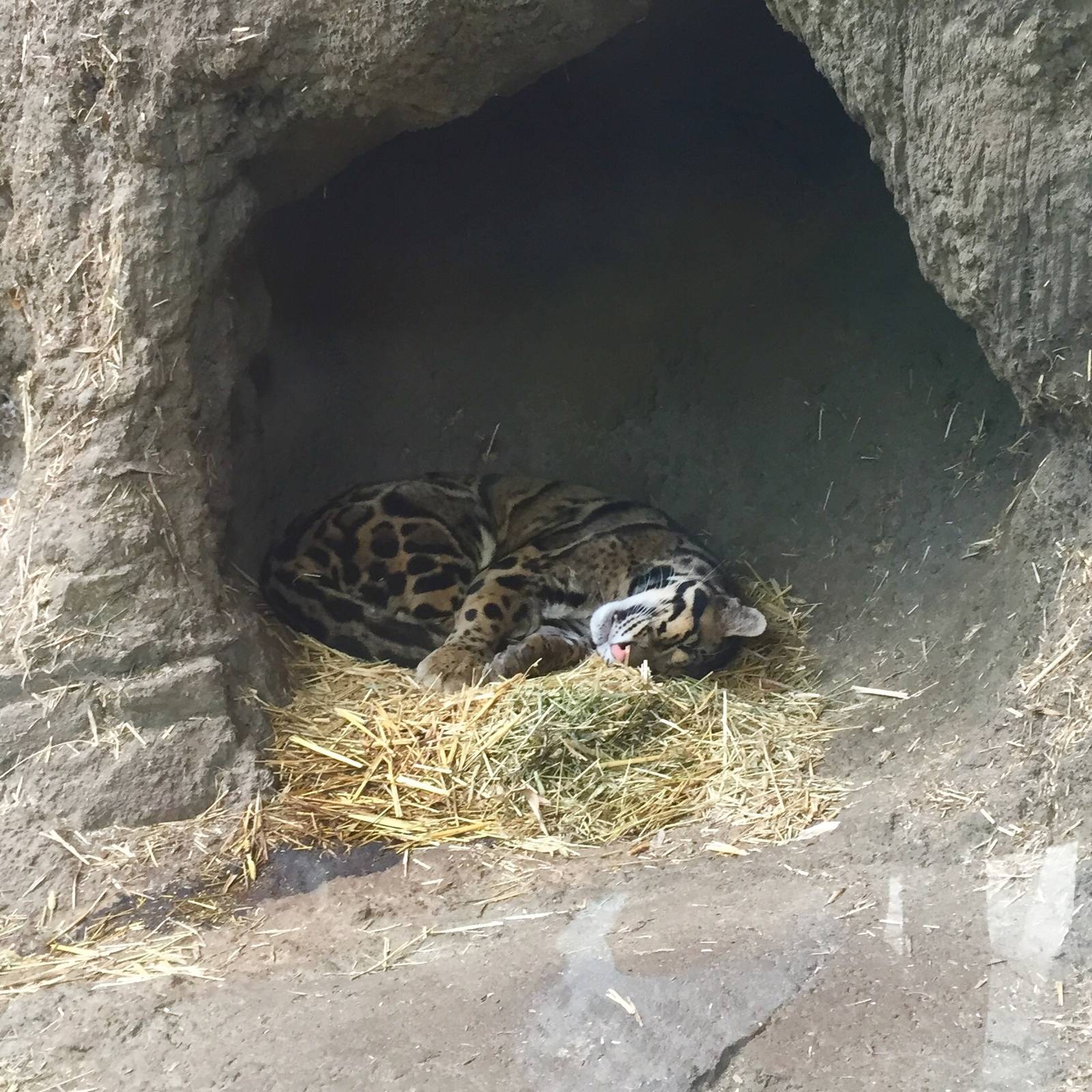 Clouded Leopard Exhibit