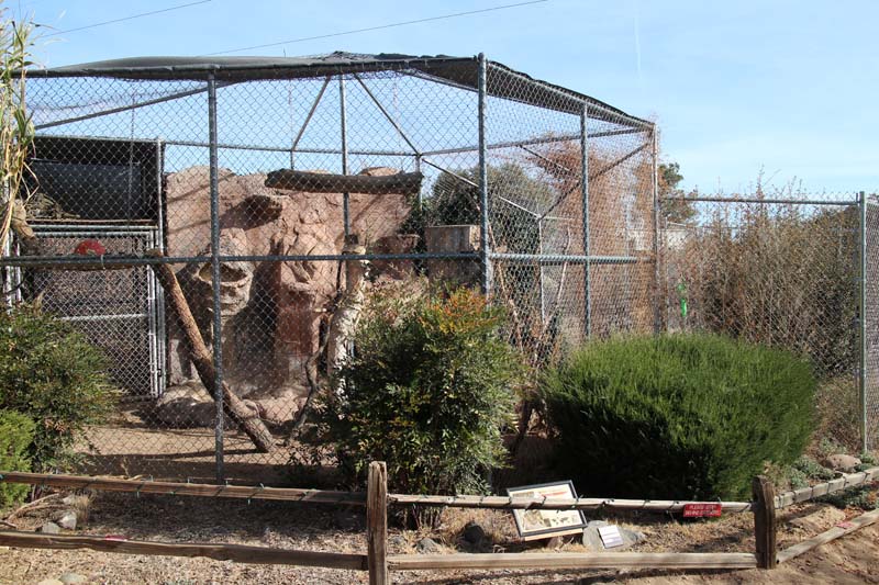clouded leopard exhibit