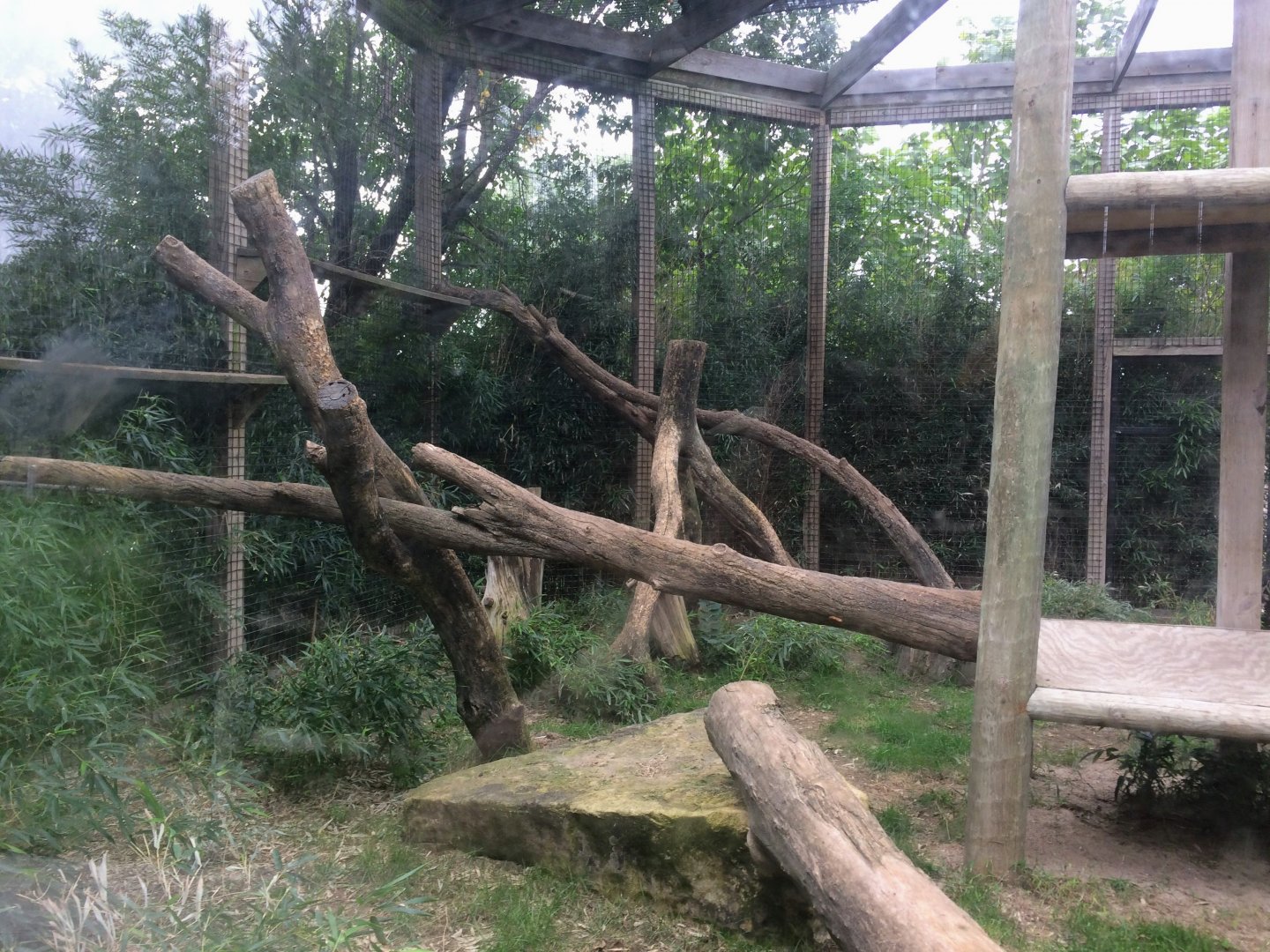 Clouded Leopard exhibit