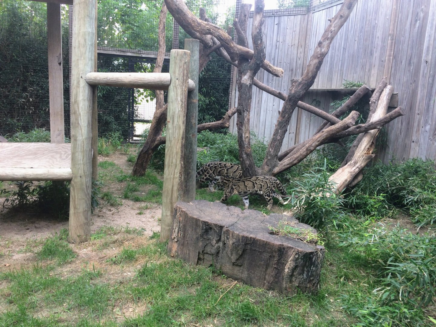 Clouded Leopard exhibit