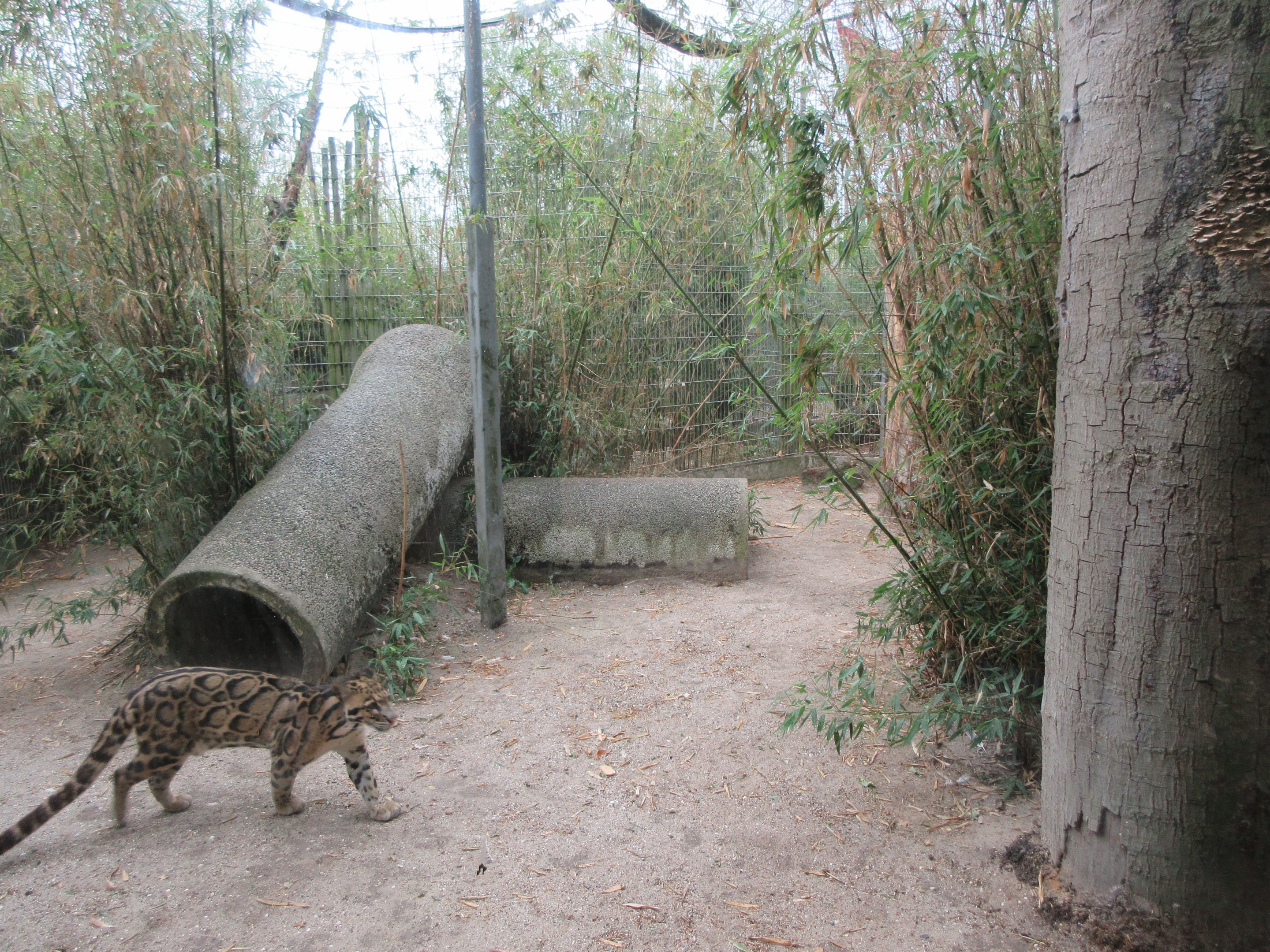 Clouded Leopard Exhibit
