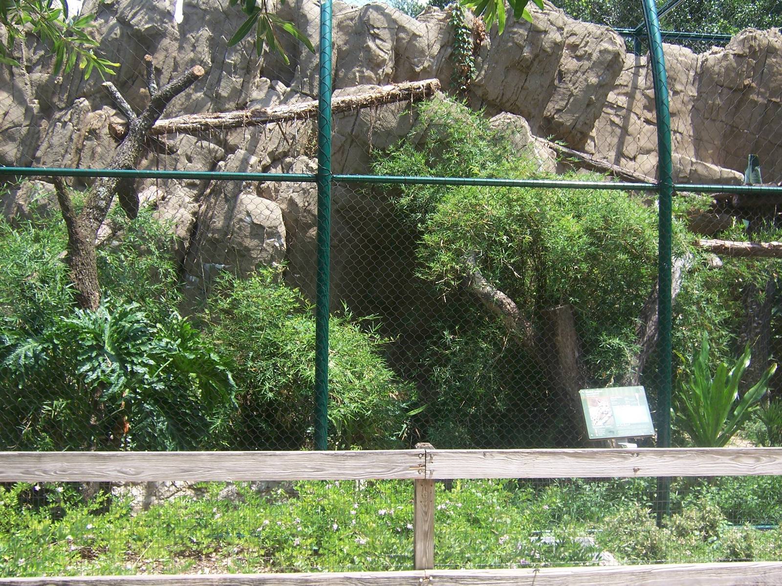 Clouded Leopard exhibit