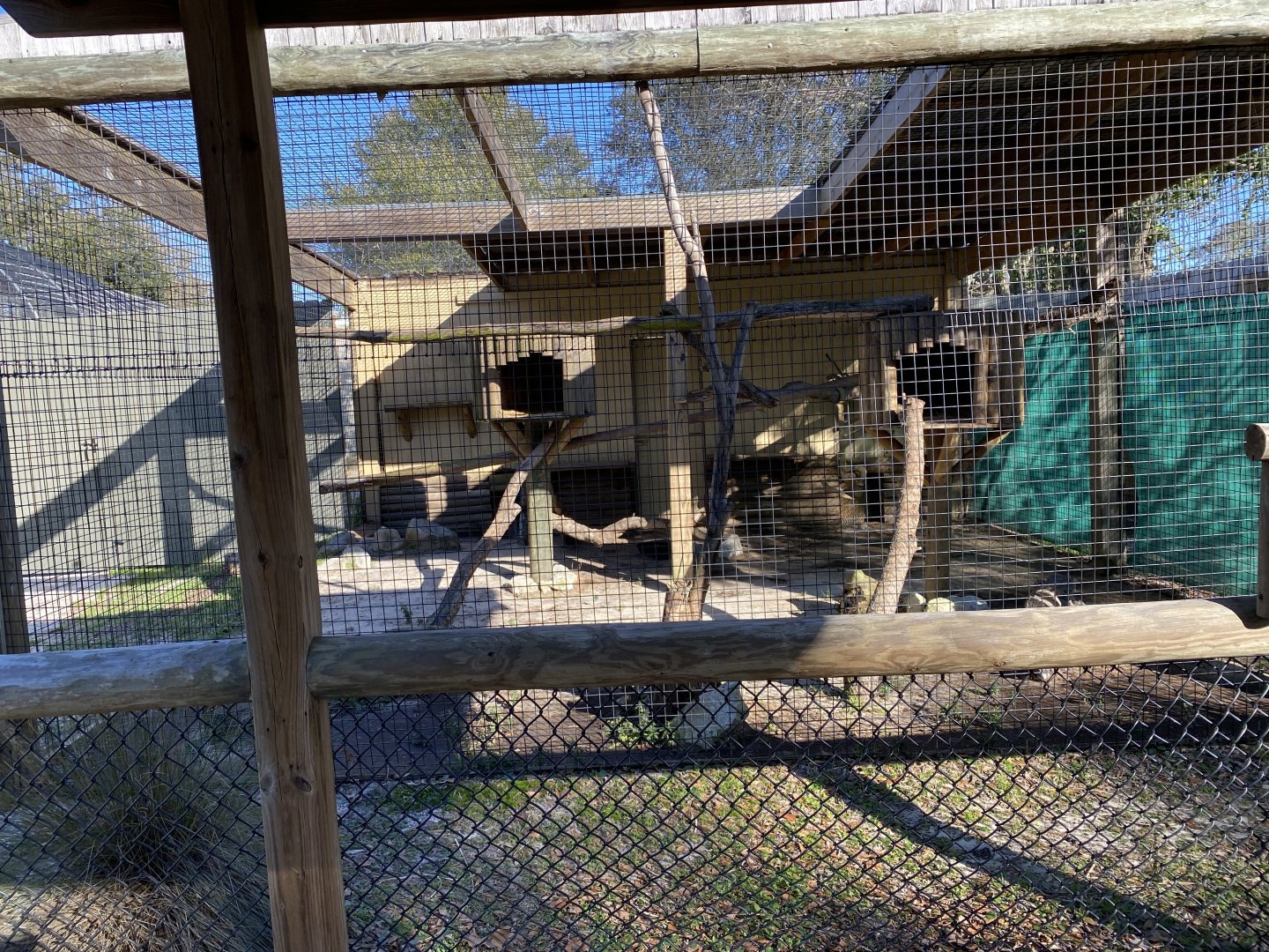 Clouded leopard exhibit