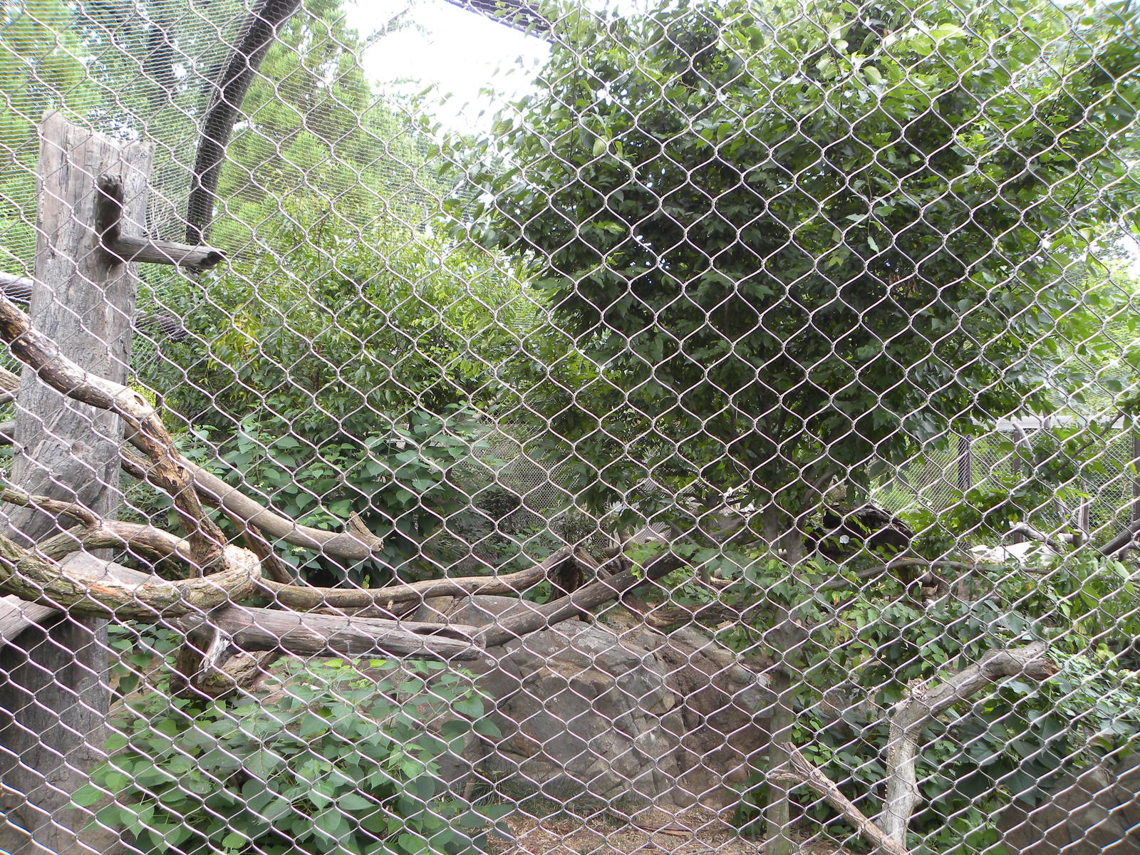 clouded leopard exhibit