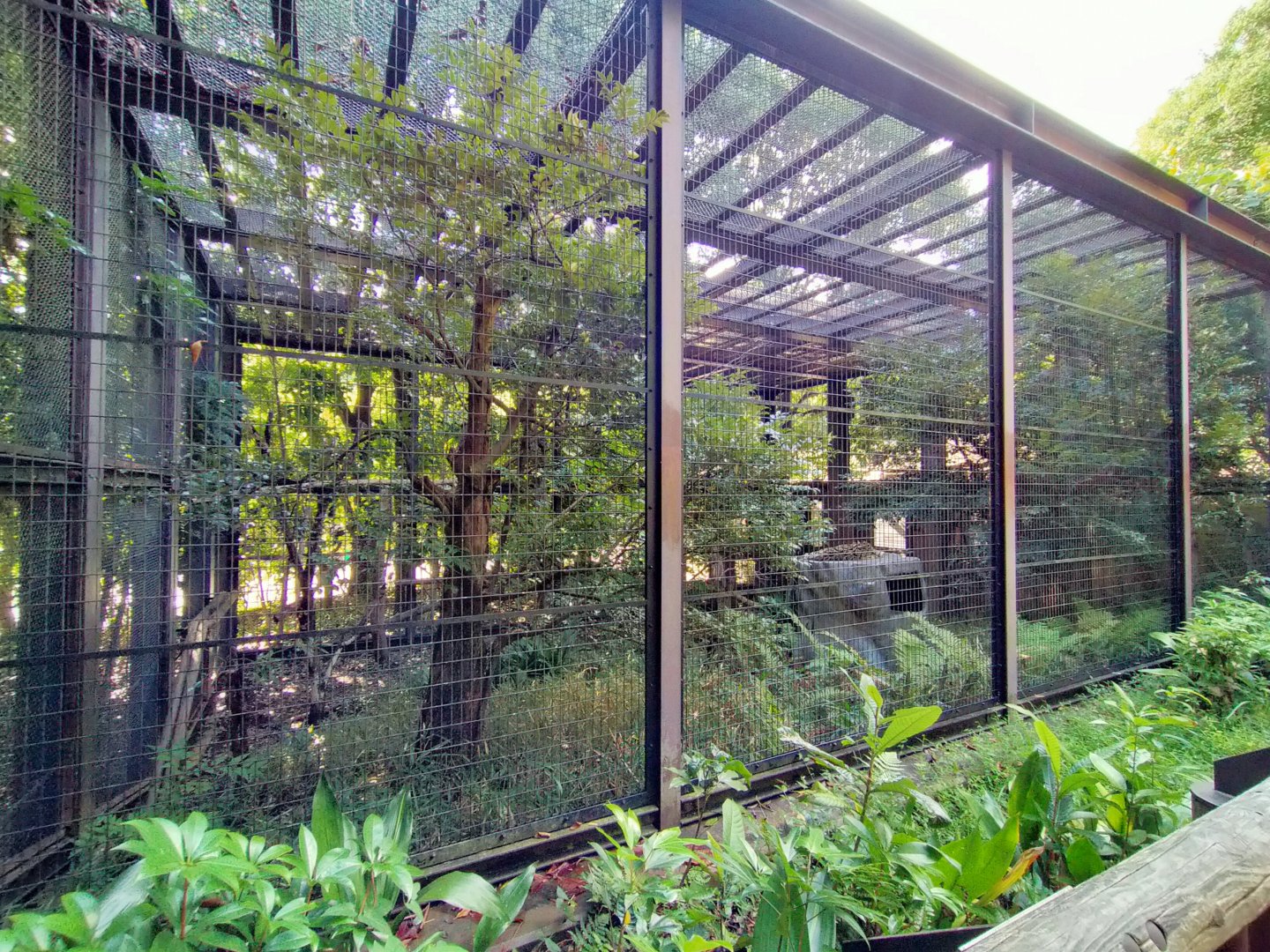 Clouded leopard exhibit