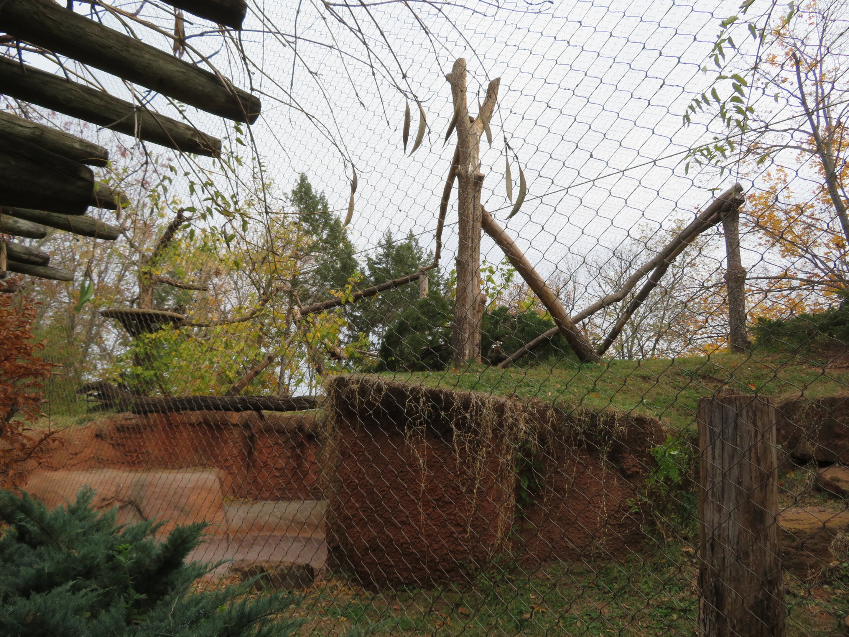 Clouded Leopard Exhibit