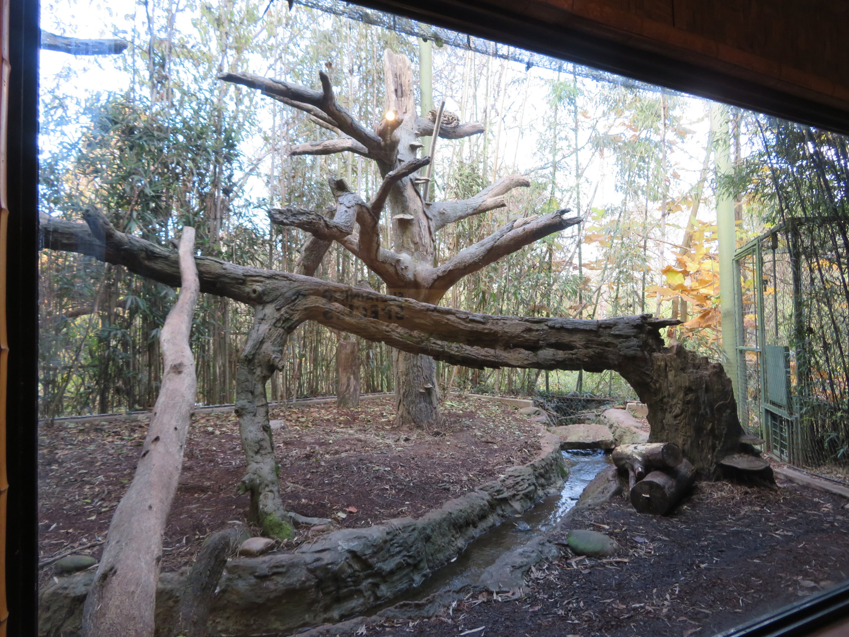 Clouded Leopard Exhibit