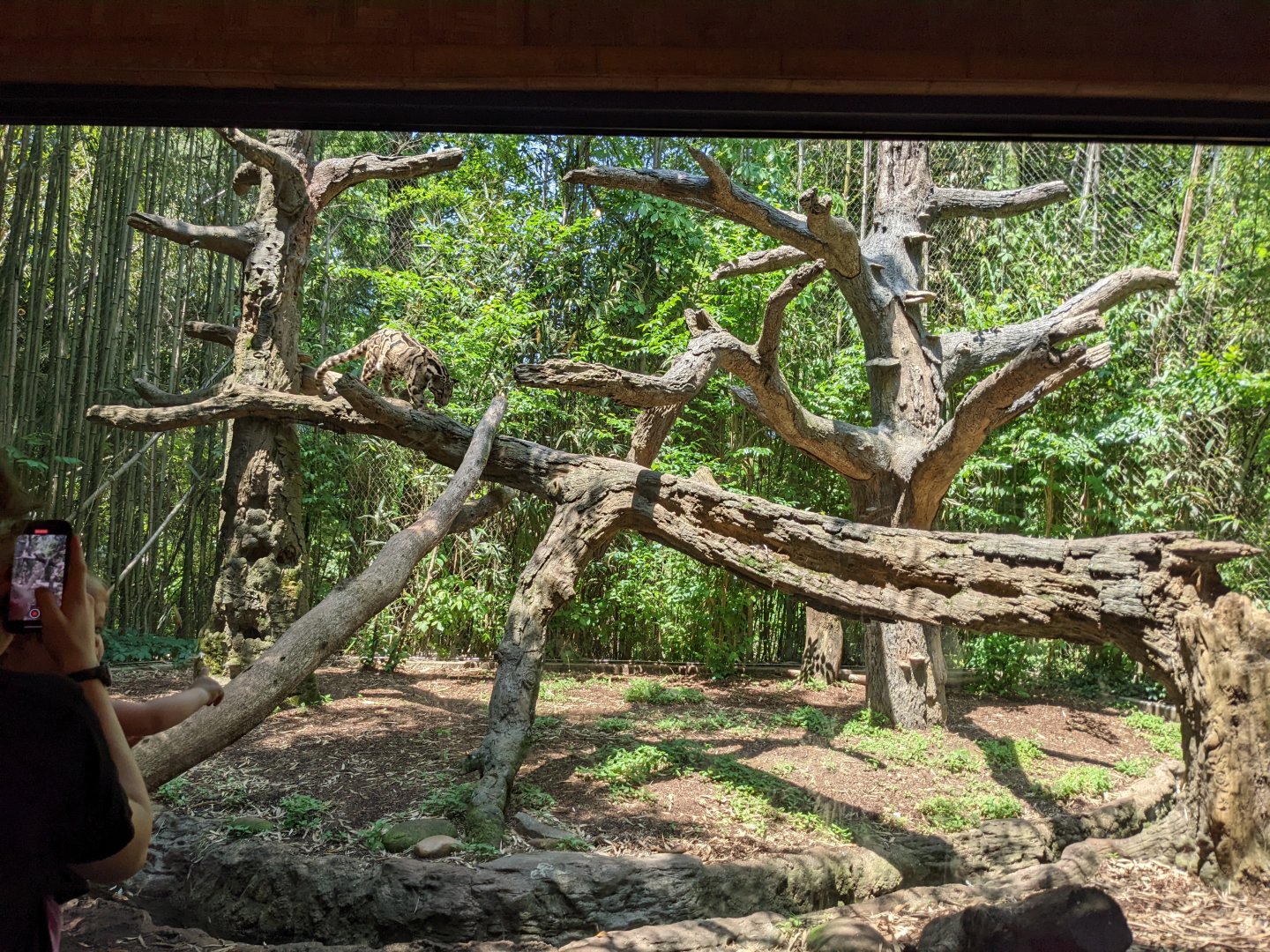 Clouded leopard exhibit